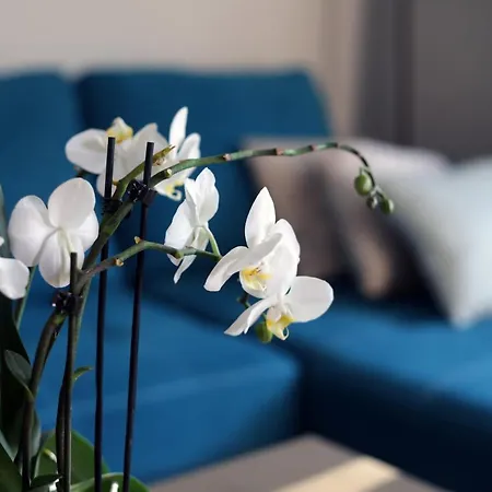 Апартаменты Turkus Щецин